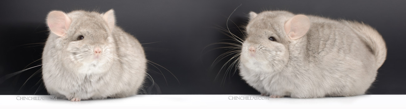 The Royal Persian Angora Chinchilla - Originally Long Furred Type, 1966-1987