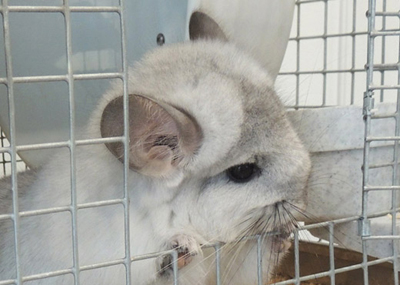 white mosaic royal persian angora chinchilla 