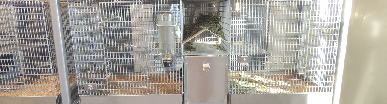 Types of Chinchilla Cages