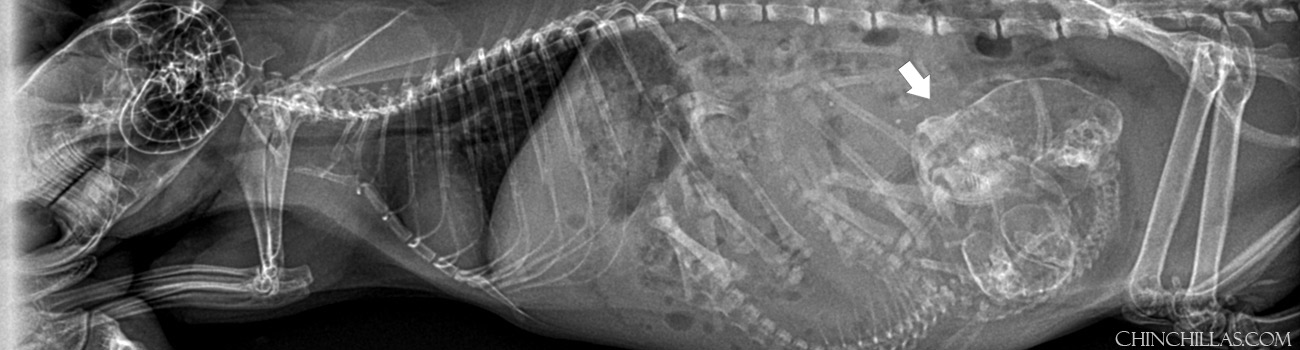 Chinchilla Dystocia and Cesarean - A Case Study