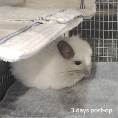 chinchilla cesarean cesarian caesarean c-section birth surgery dystocia