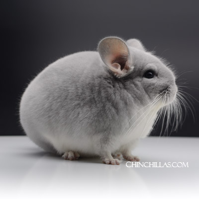 chinchilla breeds blue diamond sapphire violet