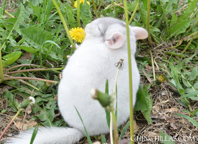 TOV pink white brevi type chinchilla dandelion treat flower supplement