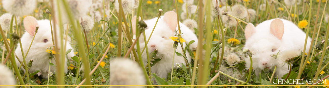 Dandelions - a Natural Chinchilla Prebiotic
