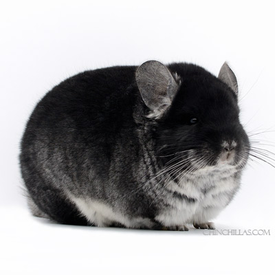 show quality chinchilla blocky brevi black velvet male herd improvement chinchillas