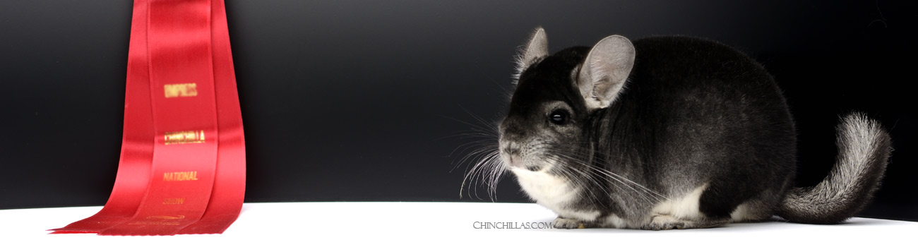 Show Quality Chinchillas