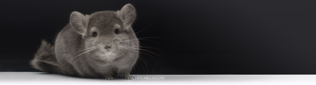 Mutation Hybrid Chinchillas