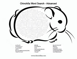 Chinchilla Word Search Puzzle - Advanced