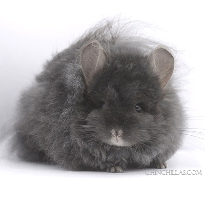 Locken Royal Imperial Angora chinchillas Royal Persian Angora chinchilla curly curled curlies furled