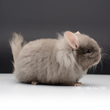 chinchilla pictures images photographs