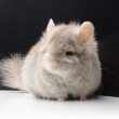 chinchilla pictures images photographs