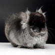 chinchilla pictures images photographs