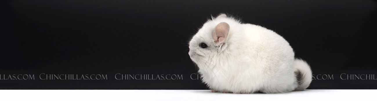 Chinchilla Purchasing & Guarantees