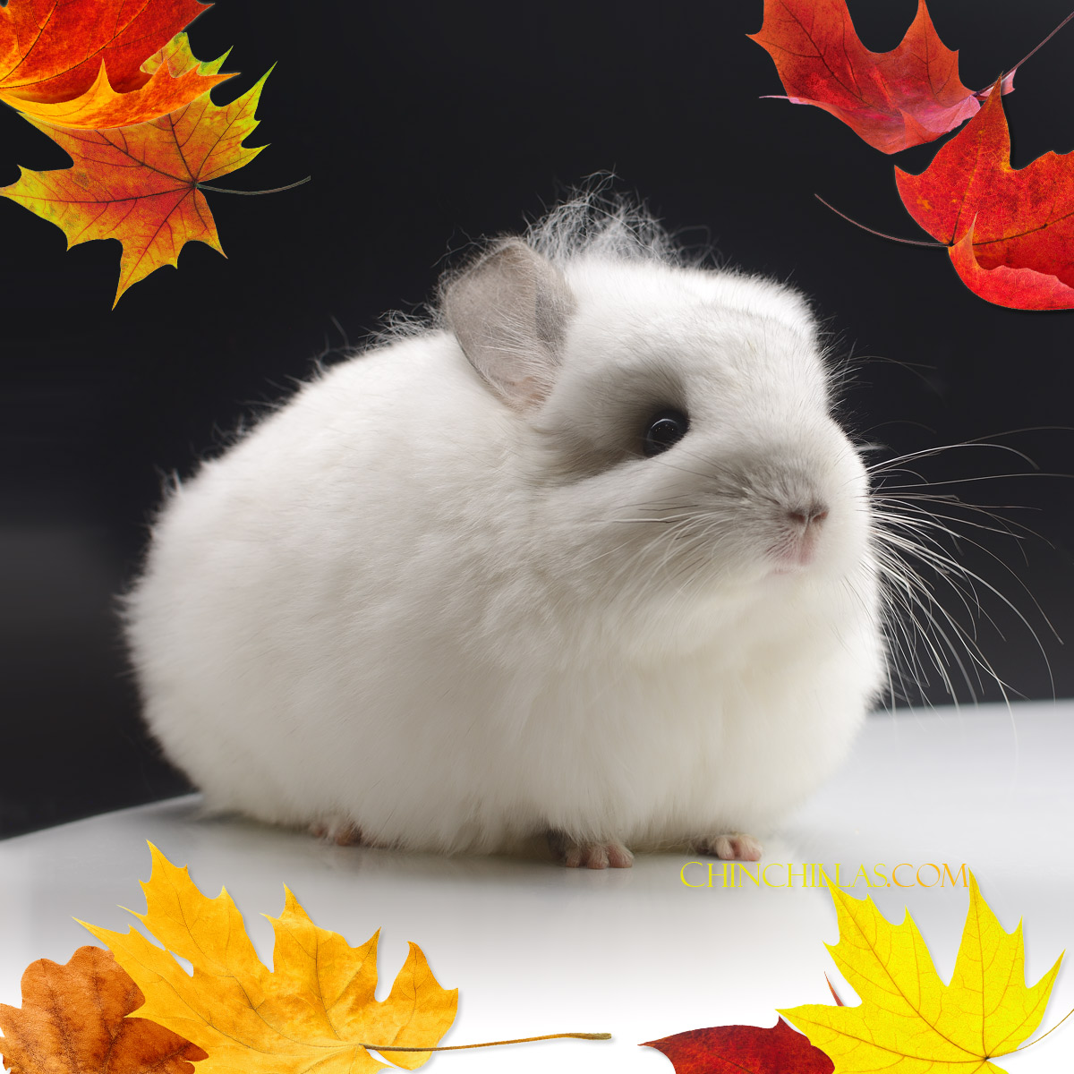 White Royal Persian Angora Chinchilla