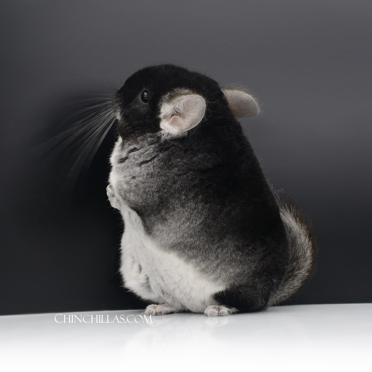 The simple beauty of the Gunning Black Velvet chinchilla is perhaps unsurpassed