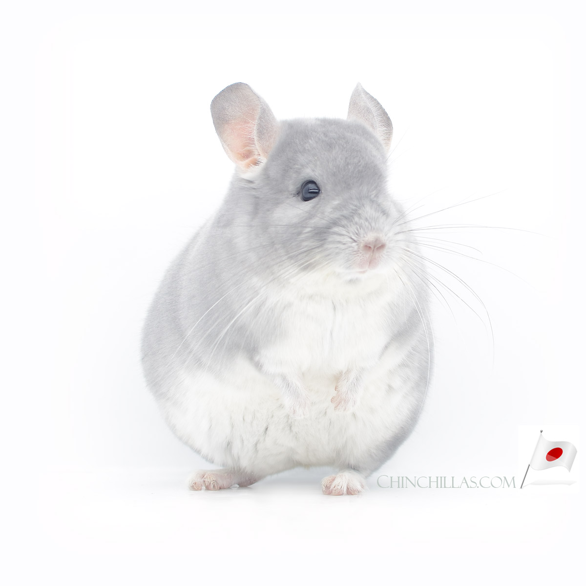 New Blue Diamond Chinchillas