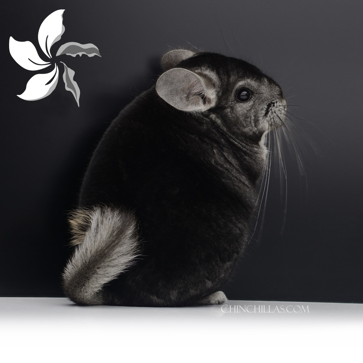 Exp. April 2023 - Extra-dark Herd Improvement Quality Standard Male Chinchilla