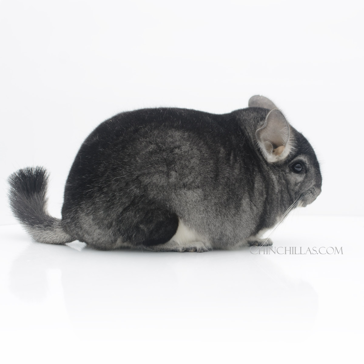 Reserve Class Champion Standard Male Chinchilla - Exported April 2023