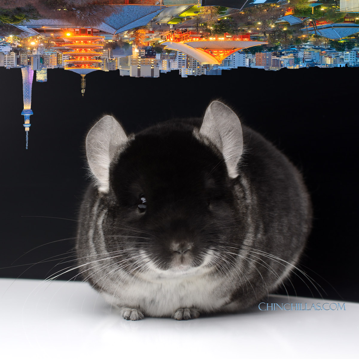 Show Quality Black Velvet Male Chinchilla-Landing in Toyko this Fall!