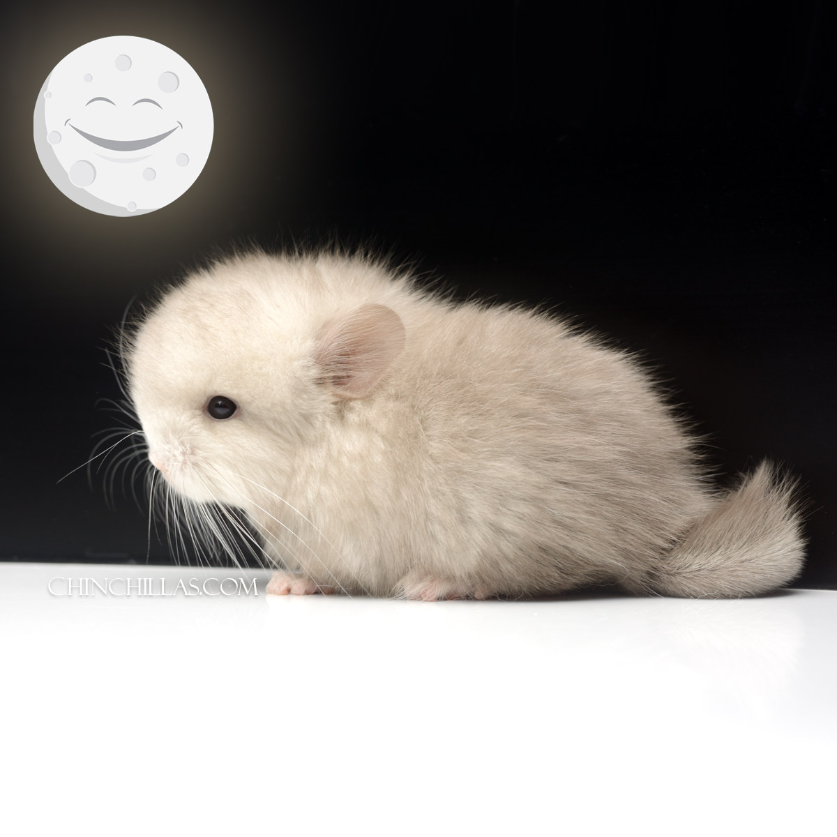 Moonface - Tan & White Mosaic Royal Persian Angora Chinchilla