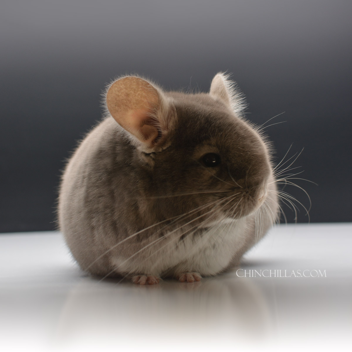 The Touch of Velvet, or TOV was among the first hybrid color mutation chinchillas