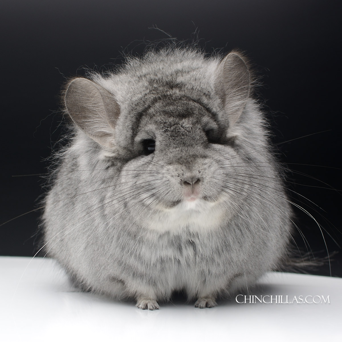 Veruka! Standard Royal Persian Angora Chinchilla, Surprises Everyone....