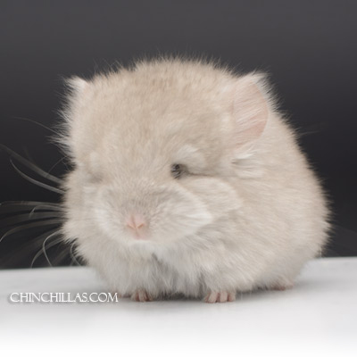 beige royal persian angora chinchilla kit