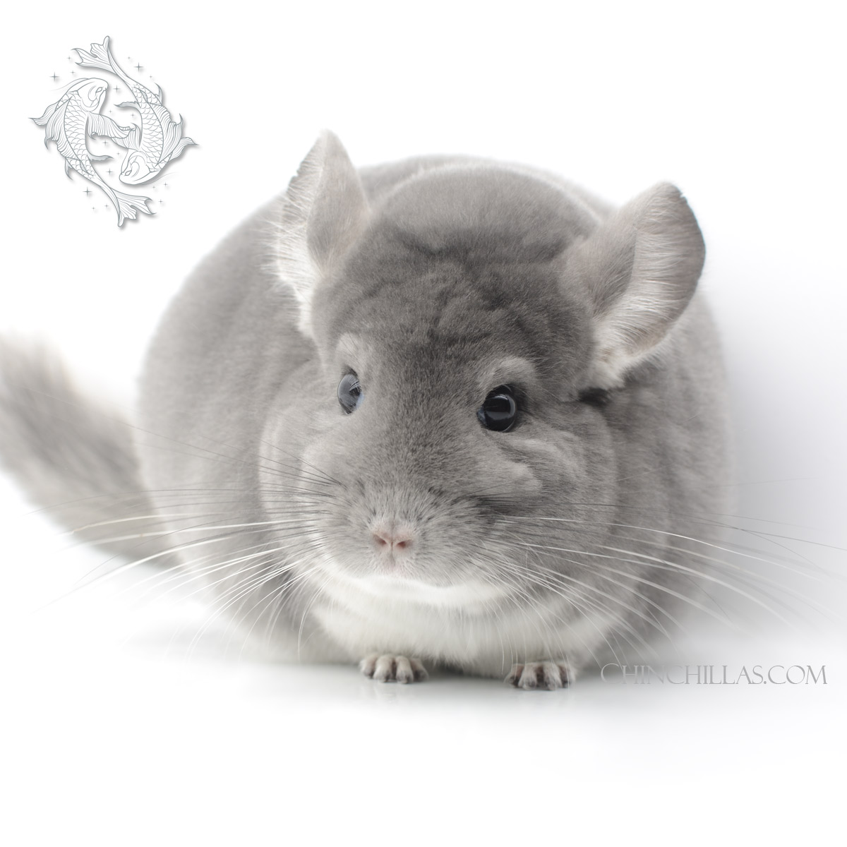 Extra Large Herd Improvement Quality Violet Male Chinchilla