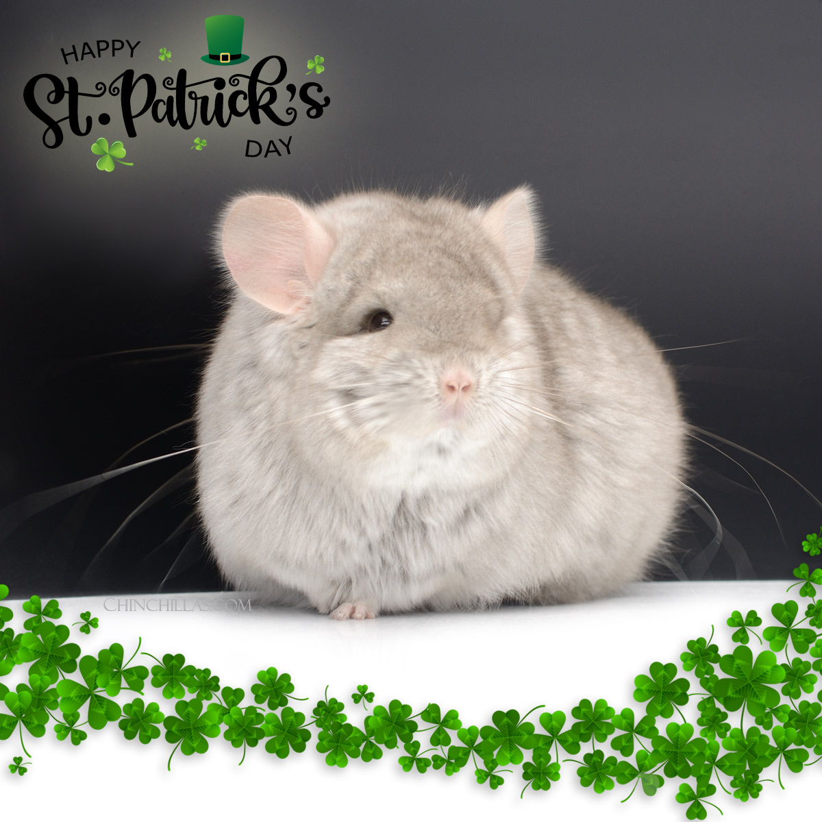 Happy St. Patrick's Day from Chinchillas.com