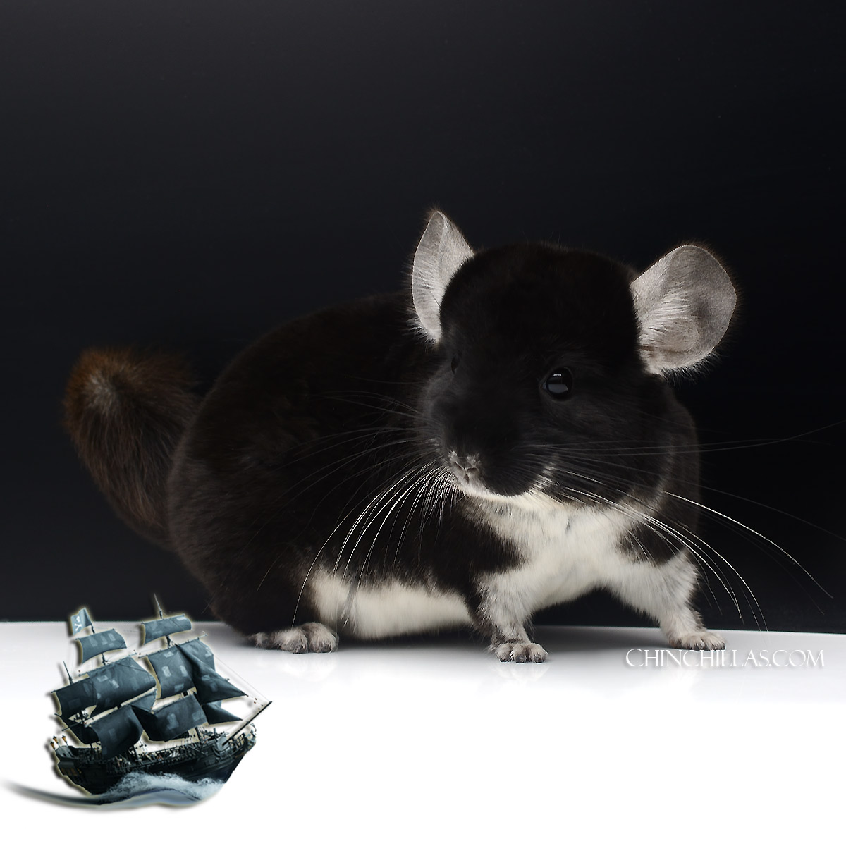 The Black Pearl Chinchilla