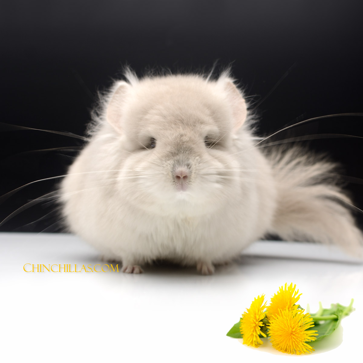 Dandelions have many health benefits for chinchillas