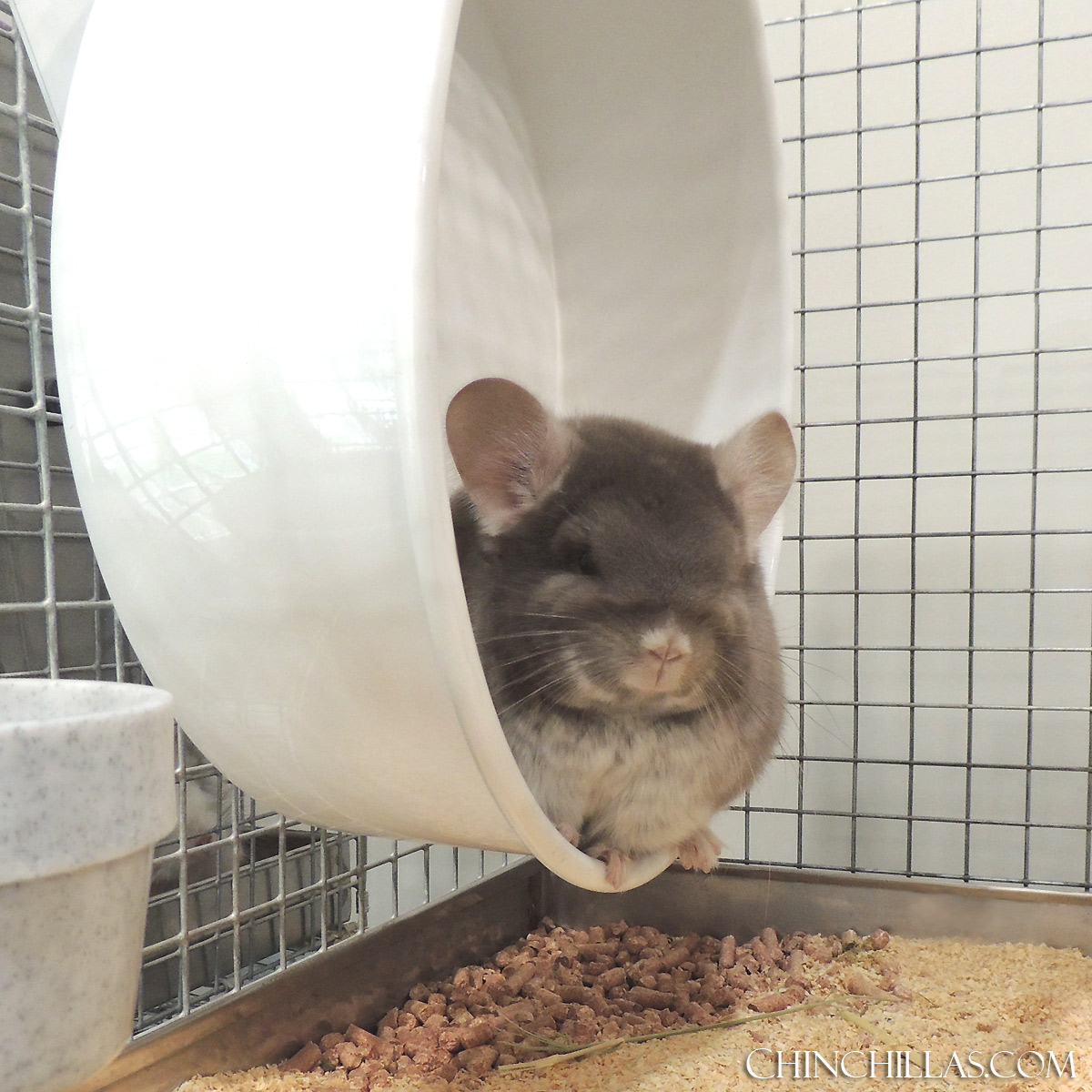 Chinchilla Exercise Wheels