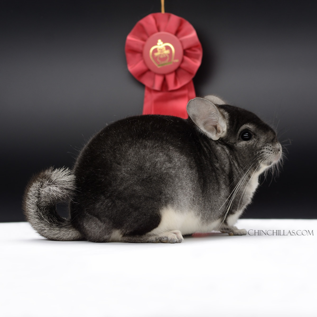 National Reserve Class Champion Standard Male Show Chinchilla