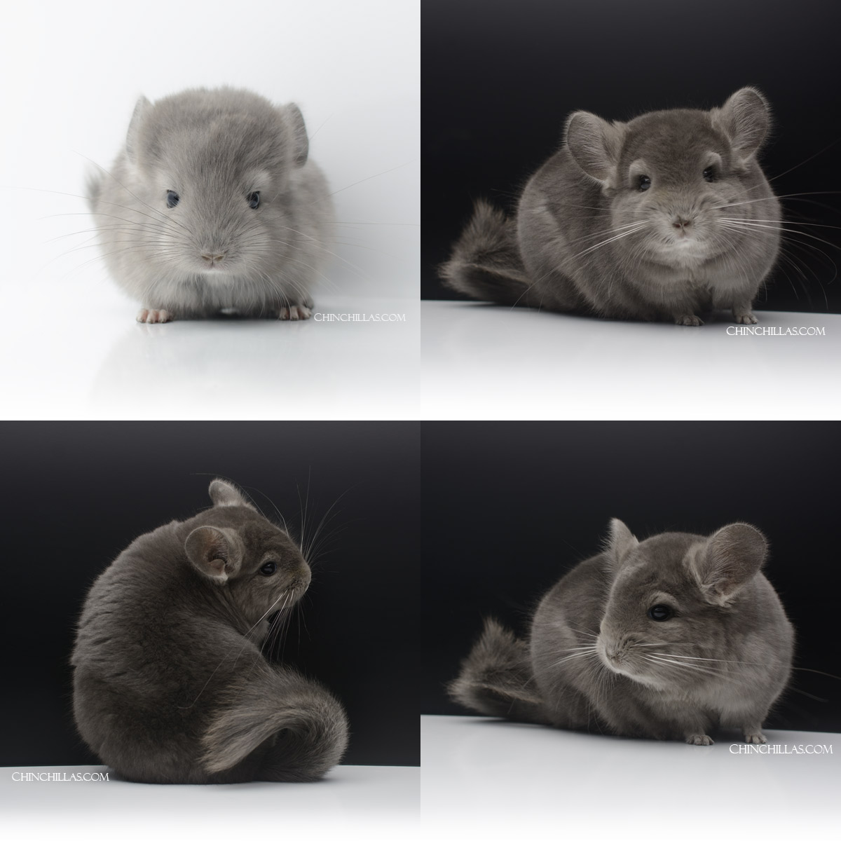 Wrap-around Violet ( Royal Persian Angora Carrier ) Male Chinchilla 