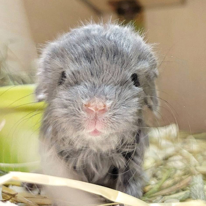 Well Met, Fine Fellow! Rare Wrap-Around Violet Locken Chinchilla