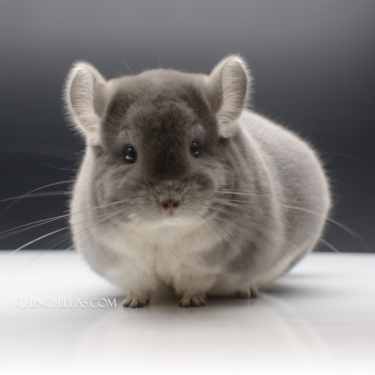 Champion Violet Male Show Chinchilla