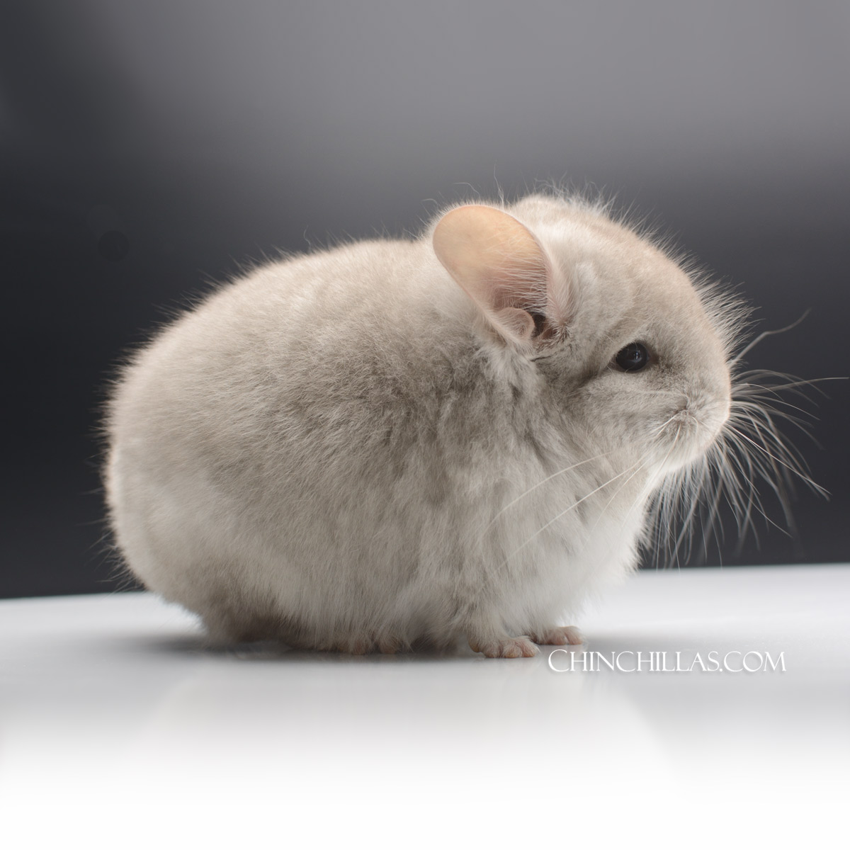 Chinchillas.com R&D Slated for Future Transition to Chinchillas.org...