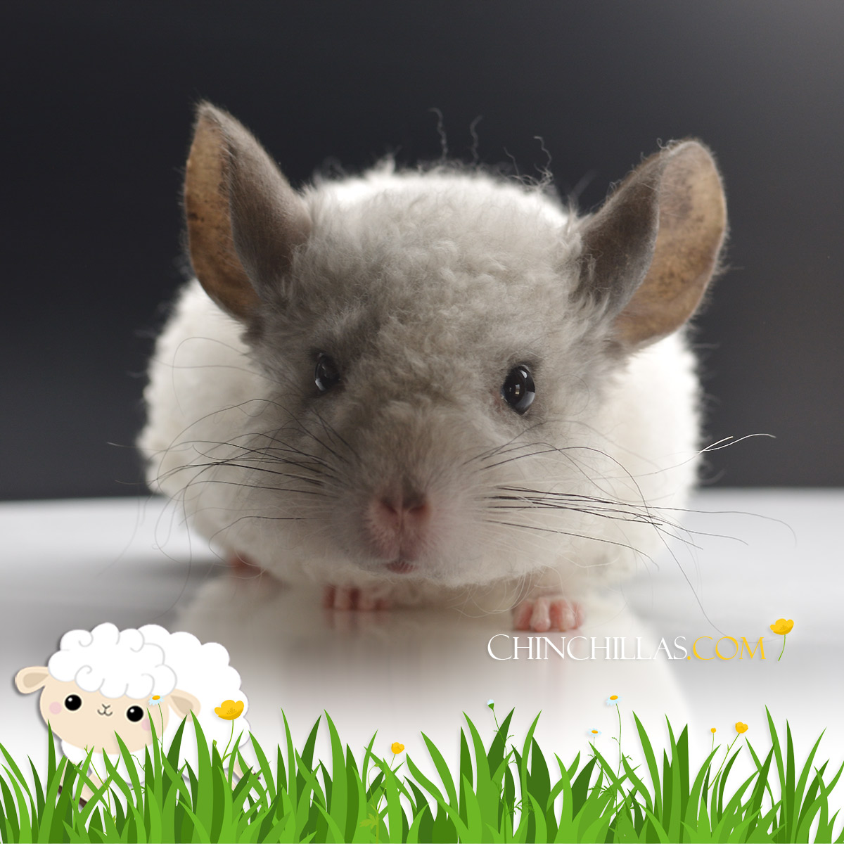 Ebony and White Full Locken Chinchilla