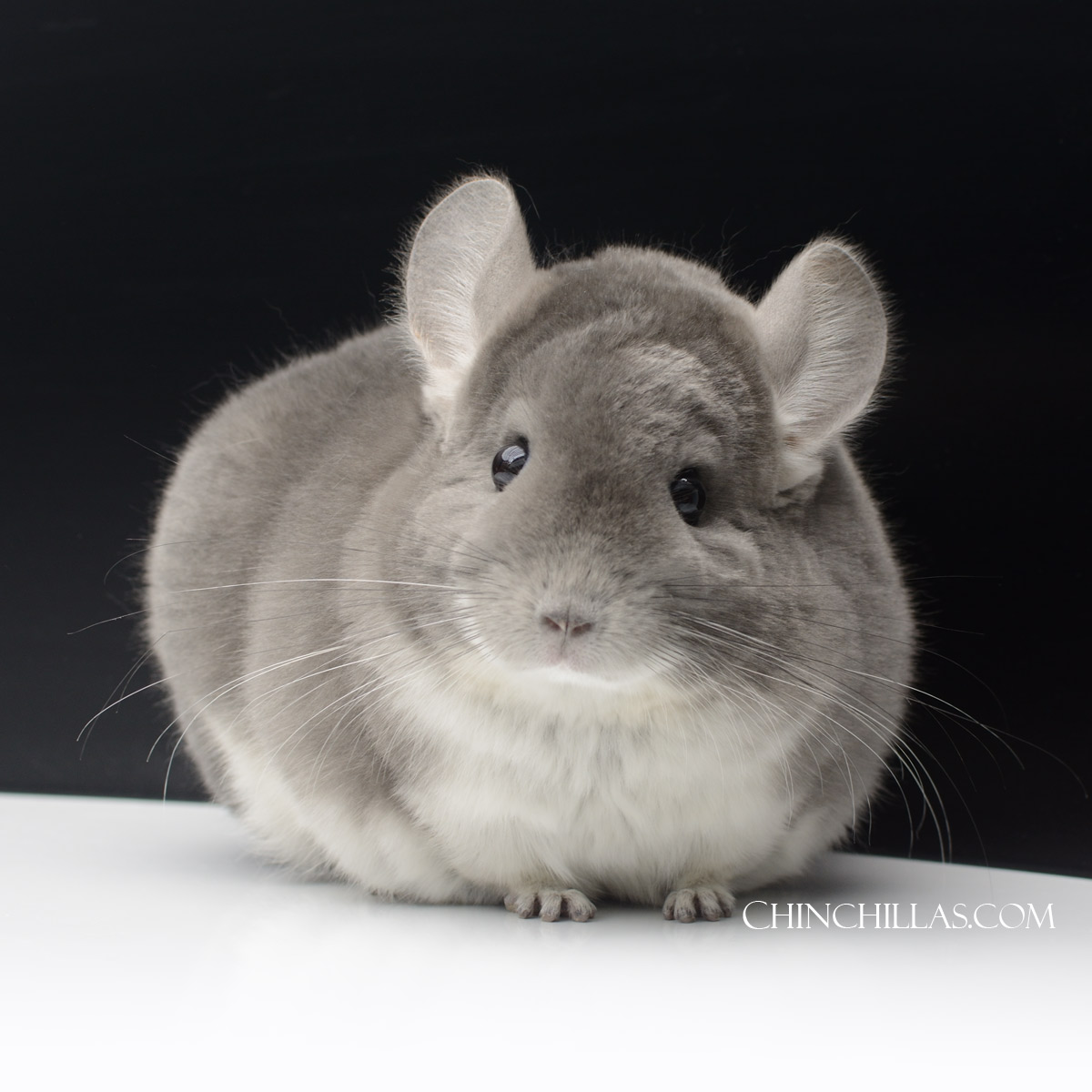 Premium Production / Show Quality Violet Female Chinchilla