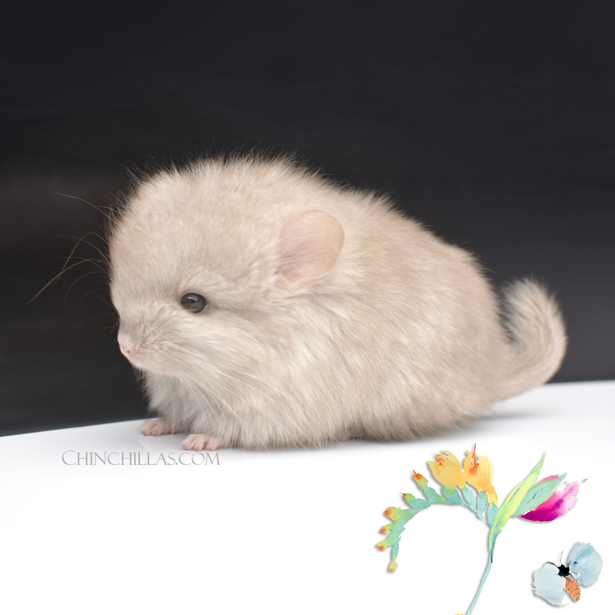 Tan Royal Persian Angora Chinchilla