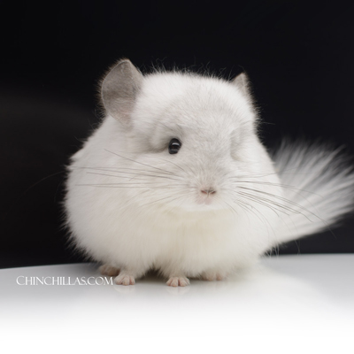 predominantly white royal persian angora chinchilla