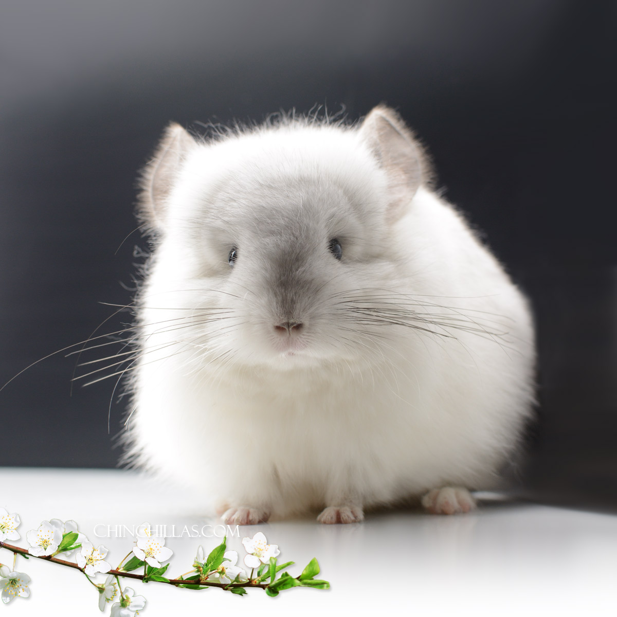 Juvenile Predominantly White Royal Persian Angora Chinchilla