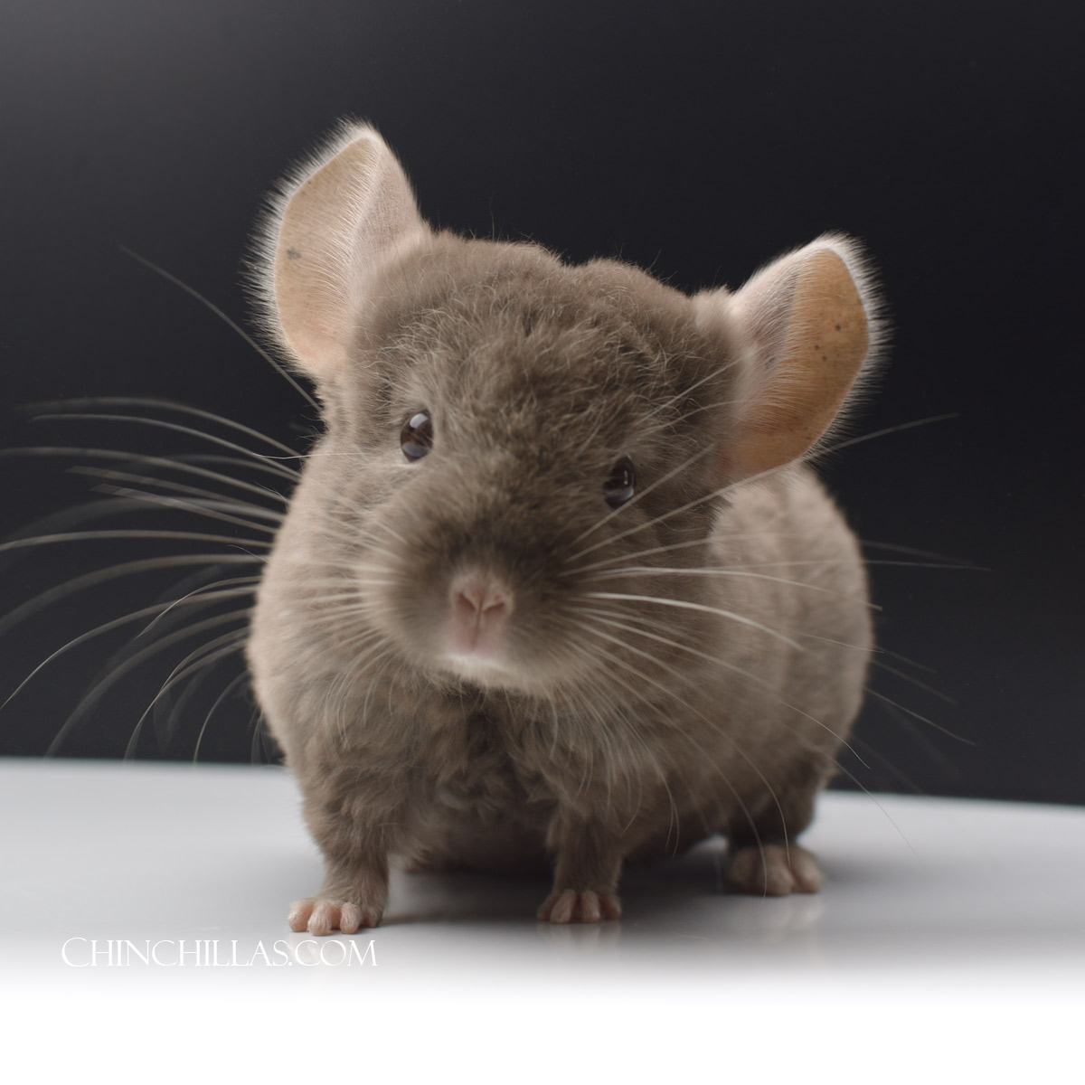 Tan Quasi Locken Male Chinchilla