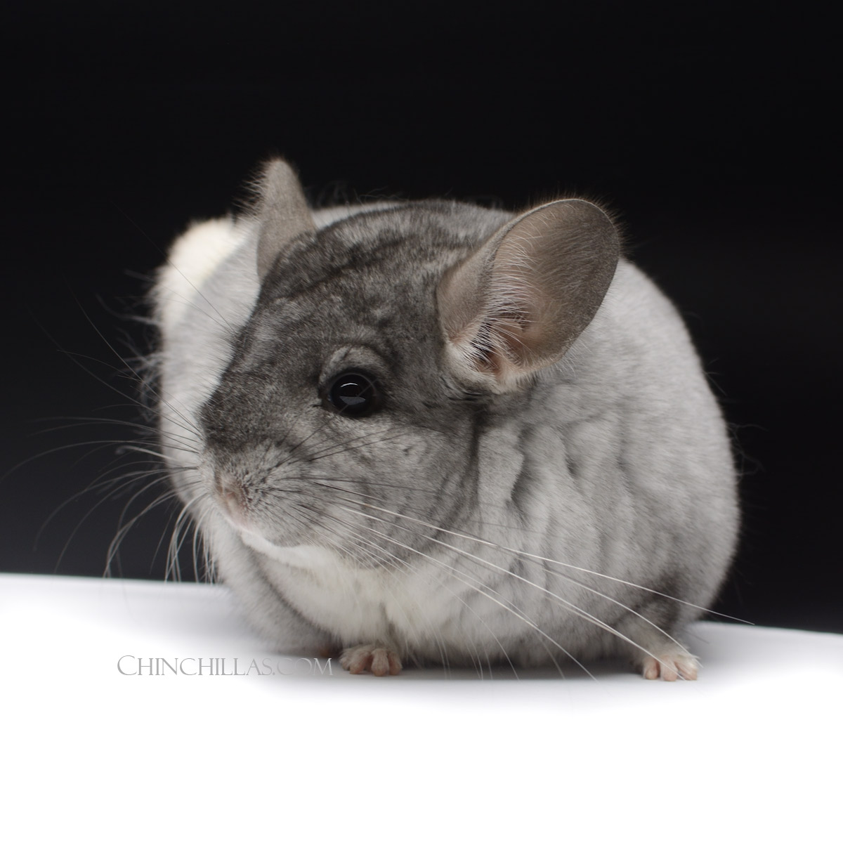 Premium Production Quality Silver Mosaic Female Chinchilla