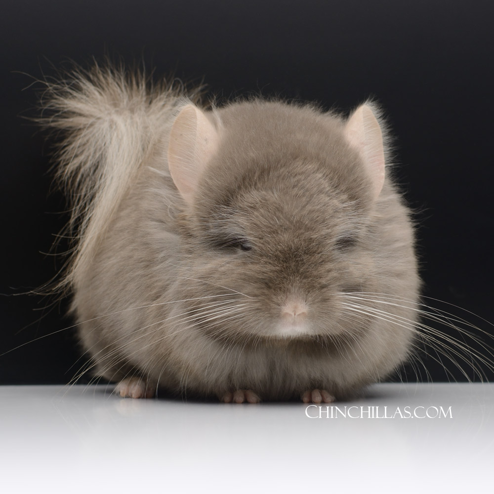 Chinchilla Breeds