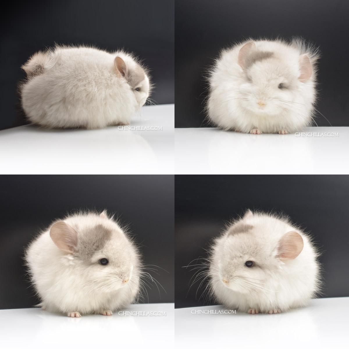 Tan and White Mosaic Royal Persian Angora Chinchilla