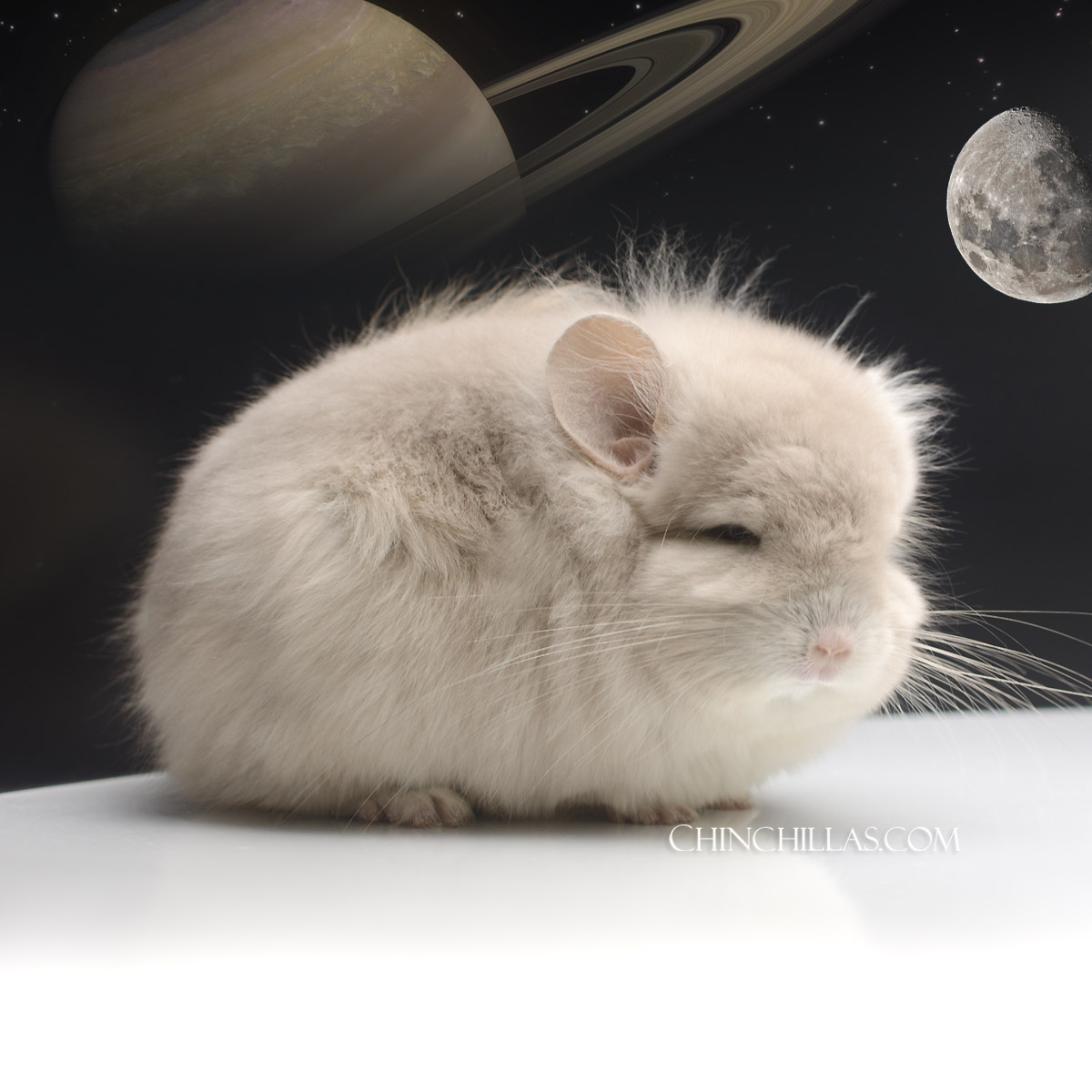 Beige Violet Royal Persian Angora Female Chinchilla