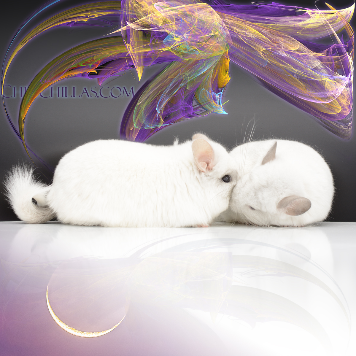 Wrap Around Violet & White Royal Persian Angora female chinchilla