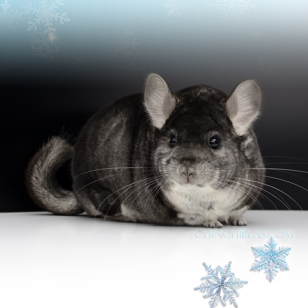 Champion Herd Improvement Quality Pure Standard Male Chinchilla