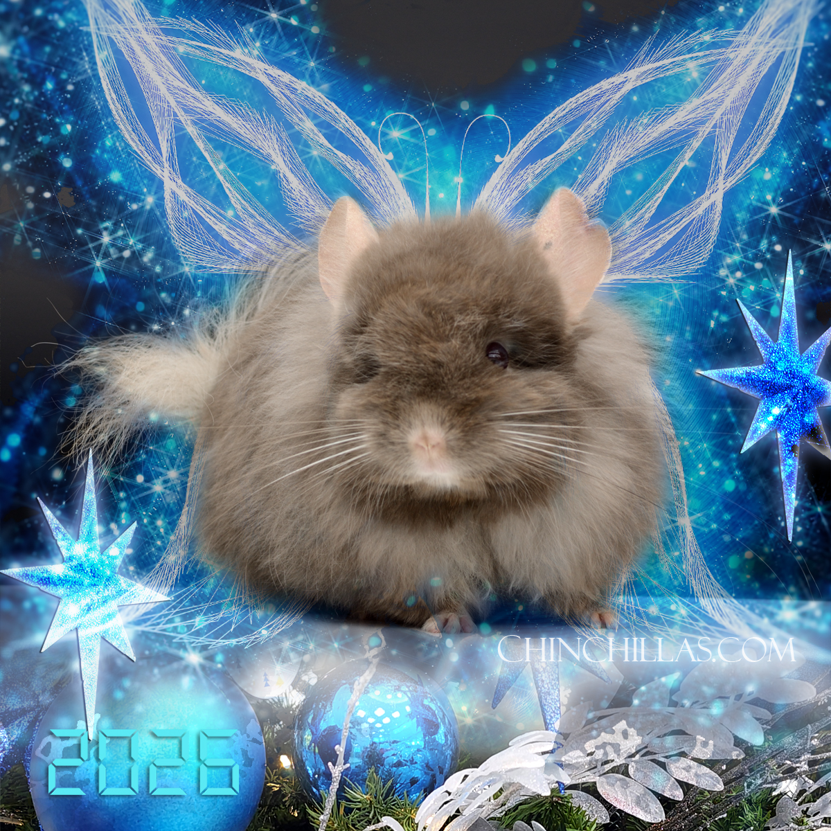 Chinchilla Magic 2026 